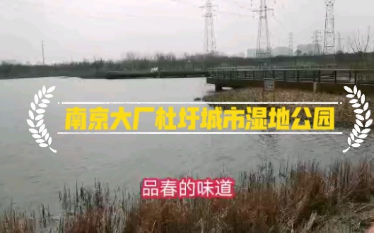 南京大厂杜圩城市湿地公园哔哩哔哩bilibili