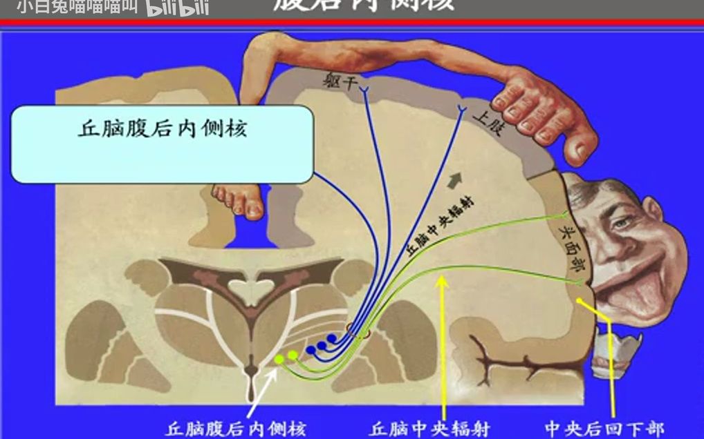 134.背侧丘脑——系统解剖学、局部解剖学——这一套就够了哔哩哔哩bilibili