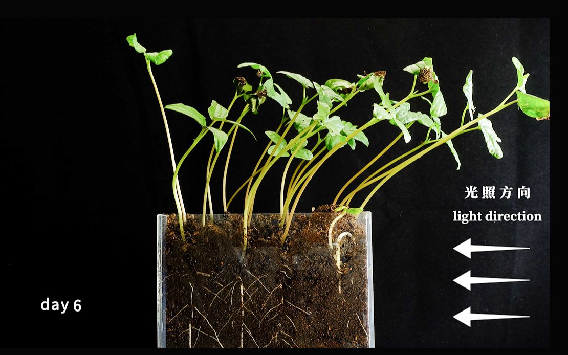 [图]一分钟看完牵牛花种子一周的生长，以及植物的向光性实验