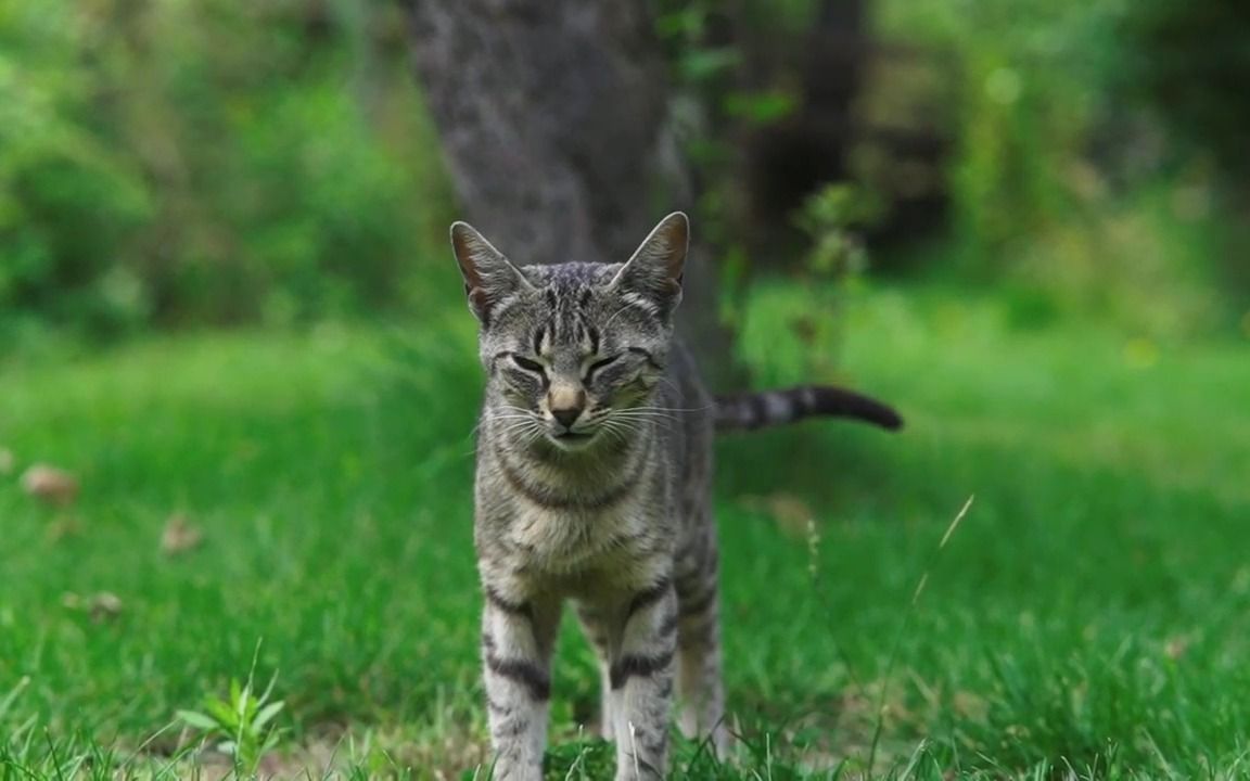 美国硬毛猫 声音图片