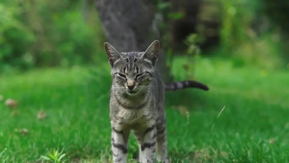 美国硬毛猫】街边流浪的美国硬毛猫！_哔哩哔哩_bilibili