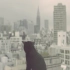 【日本广告】一直弹钢琴的黑猫