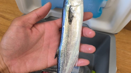 解锁鲅鱼 一上午就钓上来一条_哔哩哔哩_bilibili