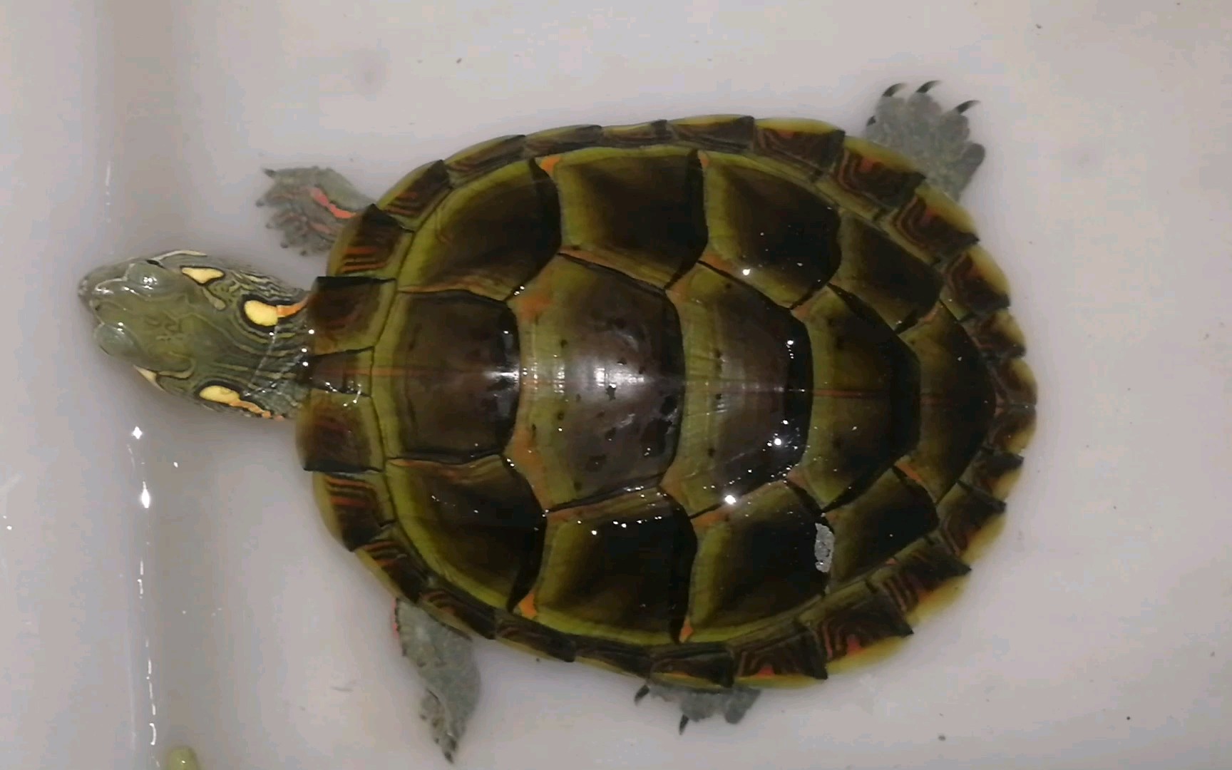 【东锦】嘴超级刁的东锦龟