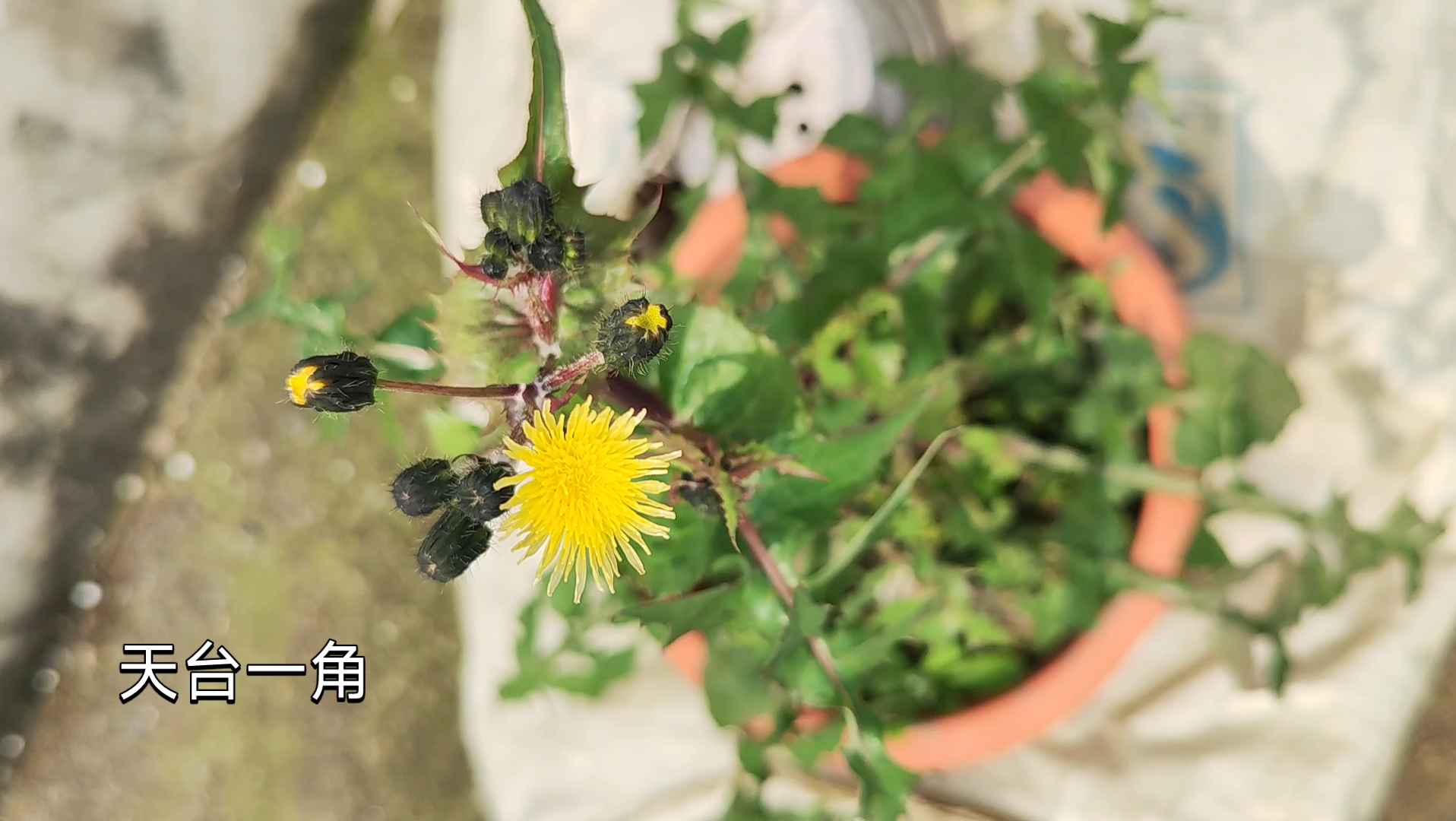 [图]天台一角的春天，有花独自开#春天你好#微风吹拂，岁月静好🌸🌸🌸