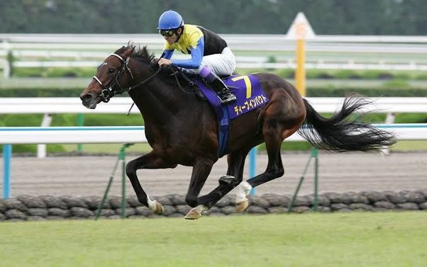 23 菊花赏(g1)【大震撼】(绿台版)