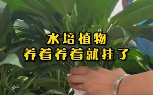 Download Video: 水培植物养不了多久就开始干尖、萎蔫，只换水是绝对不行的