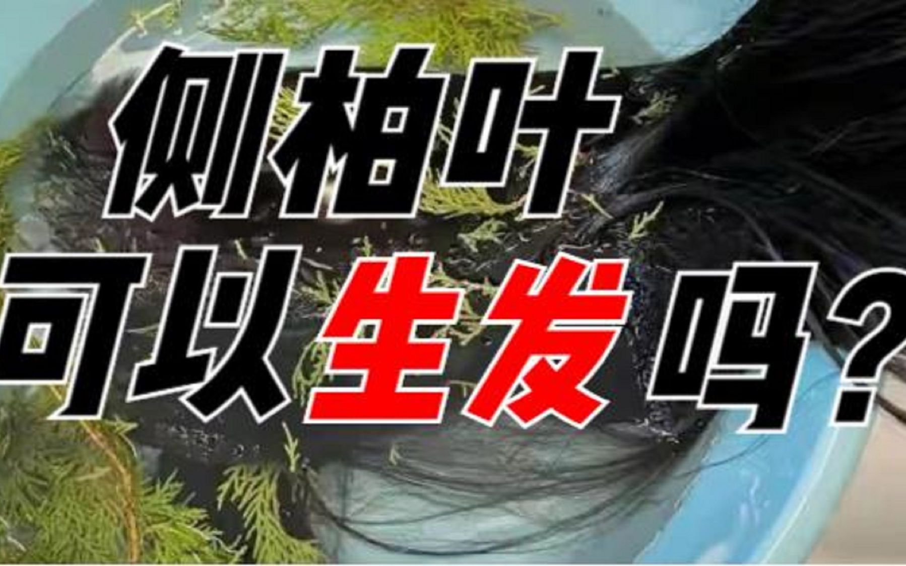 侧柏叶煮水洗头真的可以防脱育发吗?亲测效果绝了!