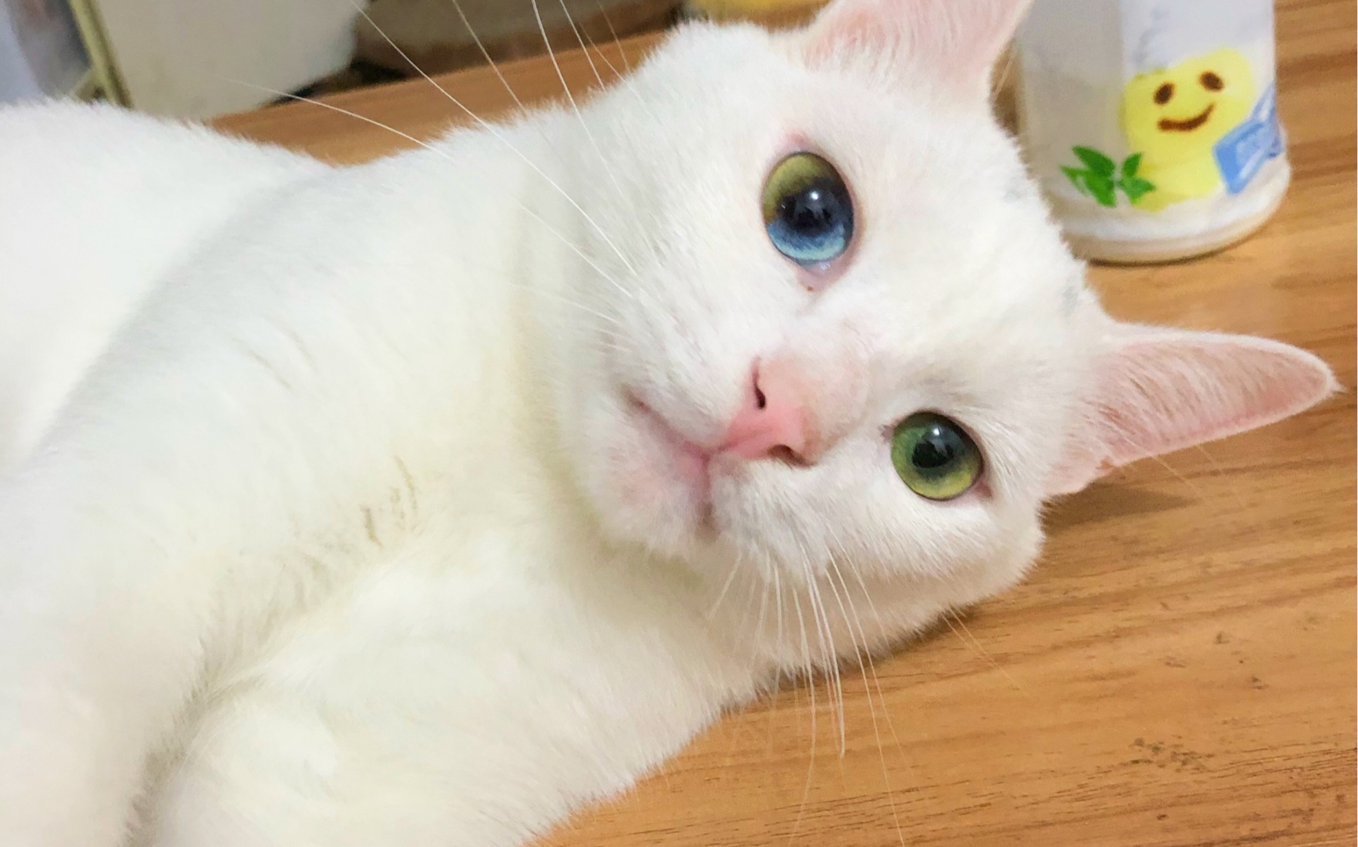 毛球来自四色异瞳猫的凝视