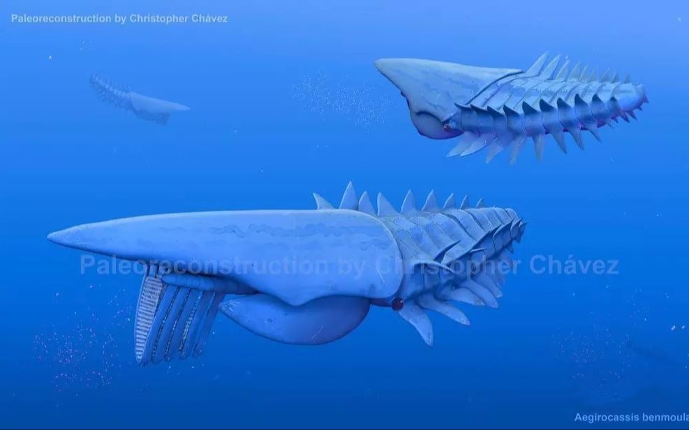 奇虾家族2曾经沧海之主海神盔虾片尾有小姐姐