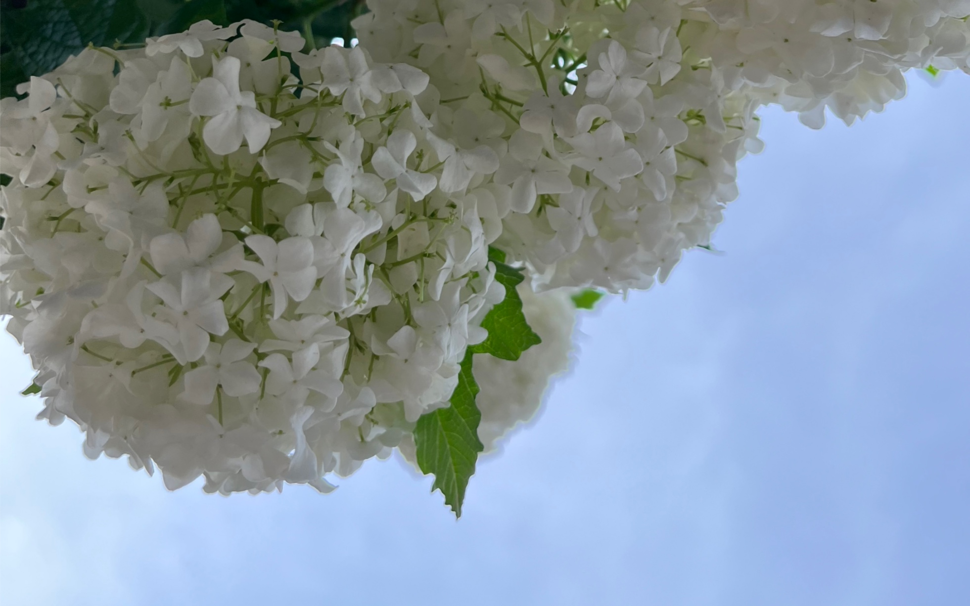 绣球花下,欧洲木绣球玫瑰