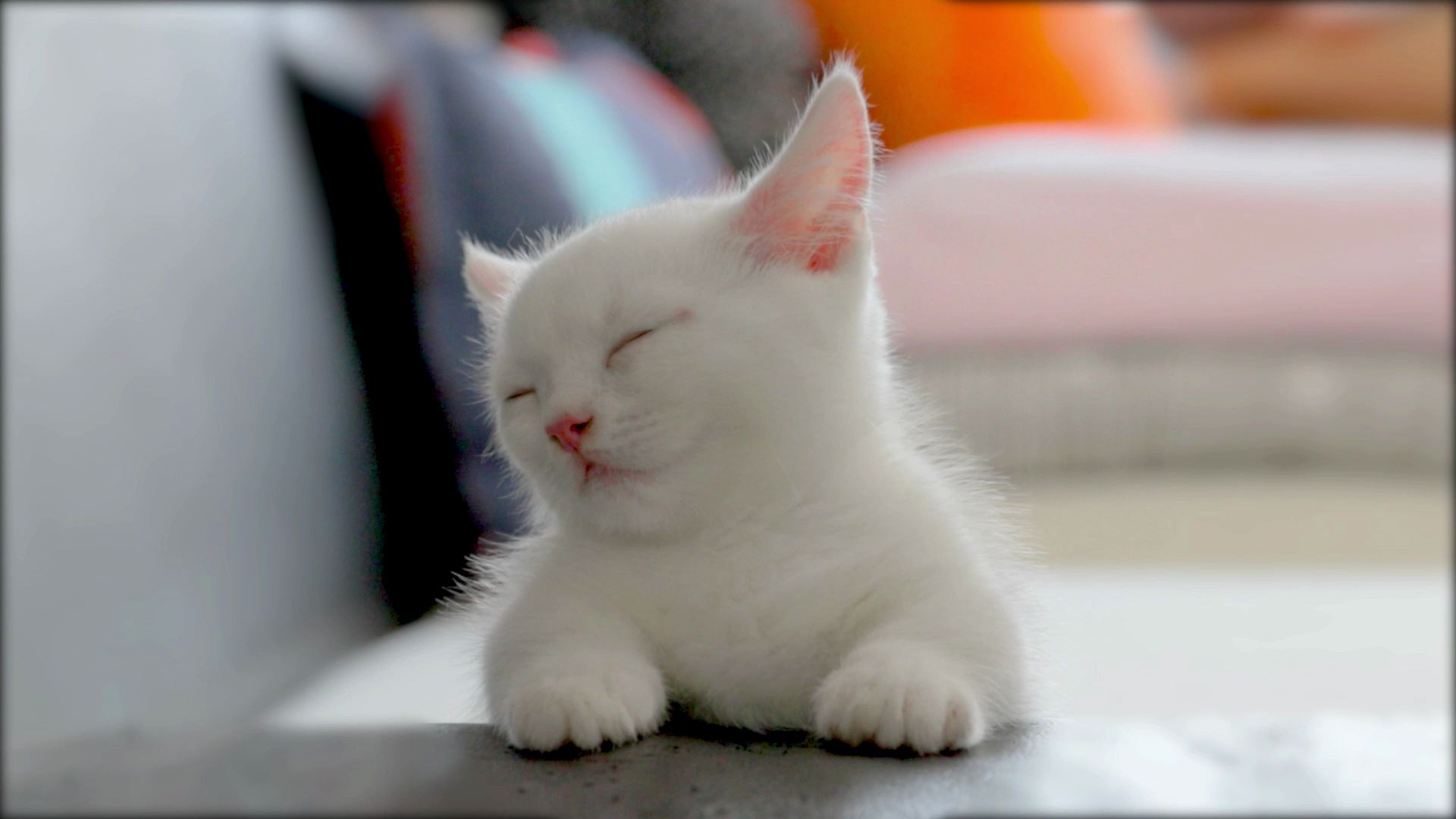 家里新来的小奶猫,天天坐着打瞌睡!铲屎官看了笑到抽筋!