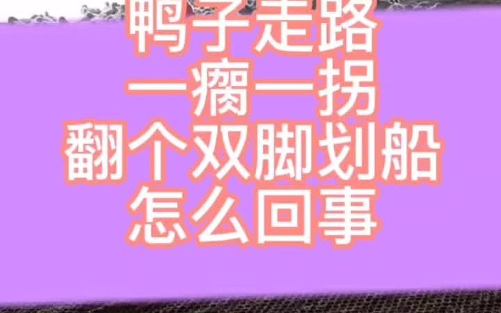 肉鸭翻身是怎么回事鸭子脚肿瘸怎么回事鸭子走路一瘸一拐什么原因哔哩哔哩bilibili