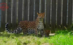 下载视频: 歐洲動物園今年繁殖的第1隻遠東豹寶寶首次出門