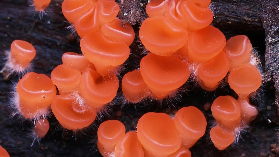 曳尾菌 太美了!