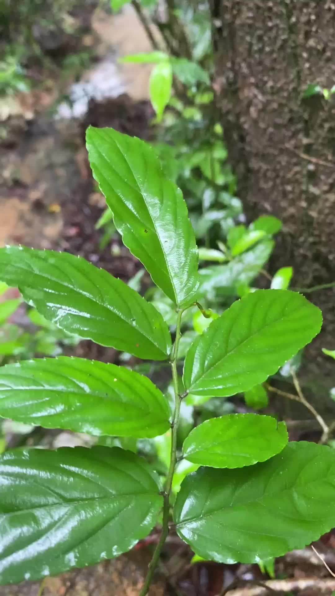 潮汕青草的图片和名称图片