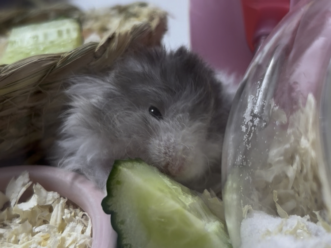 宝宝啃黄瓜的样子好可爱!爱吃绿色蔬菜的宝宝一枚吖