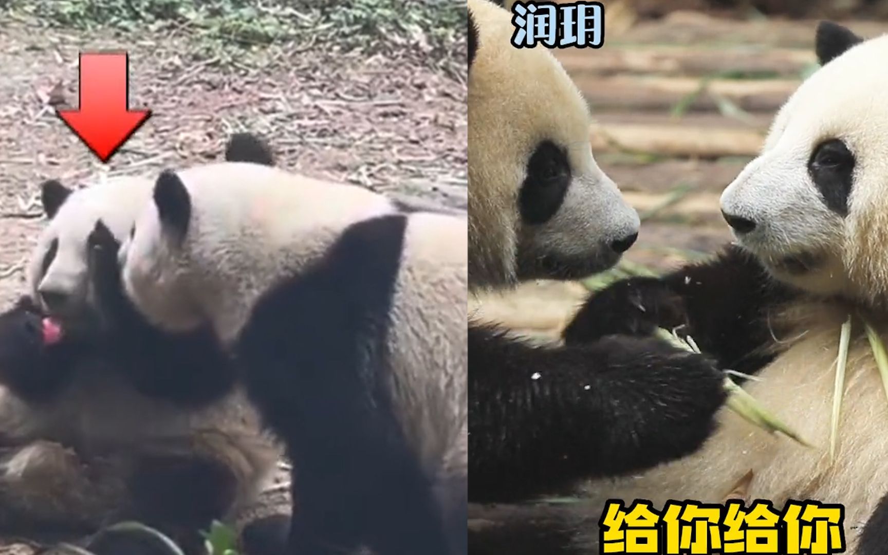 大熊猫"花花"被伙伴夺笋走红,今日一挡有了态度:这也太可爱了