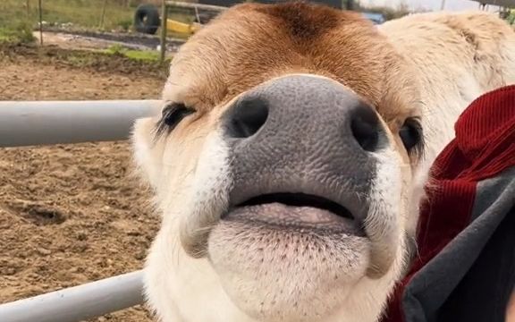 可爱的小牛牛 !