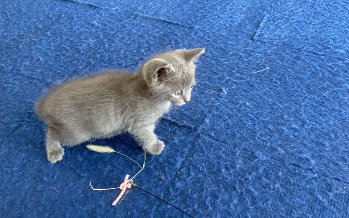 小布丁初玩狗尾巴草