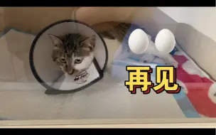 Download Video: 狸花猫芙芙终于做了绝育手术，全程特别配合手术很成功，术后康复神速就像没发生过什么一样