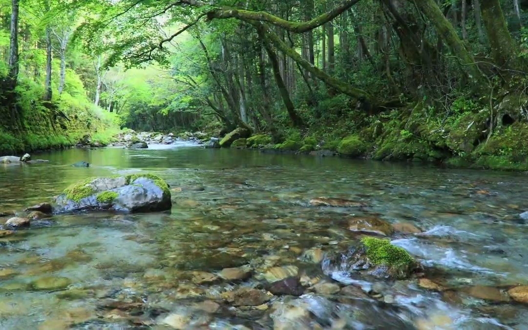 [图]【自然音・溪流鸟鸣・放松心情】治愈的自然环境音 涓涓细流声 鸟鸣声 5小时