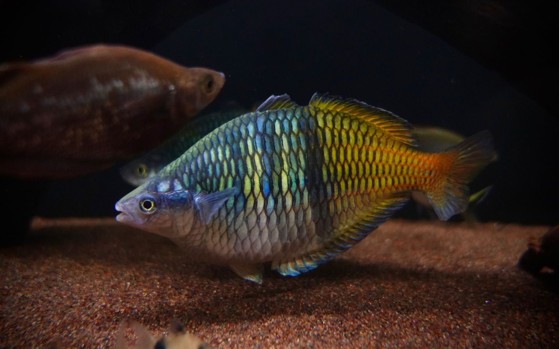 [图]彩虹鱼设缸：你想知道的都在这 / All You Need to Set Up Your First Rainbow Fish Aquarium