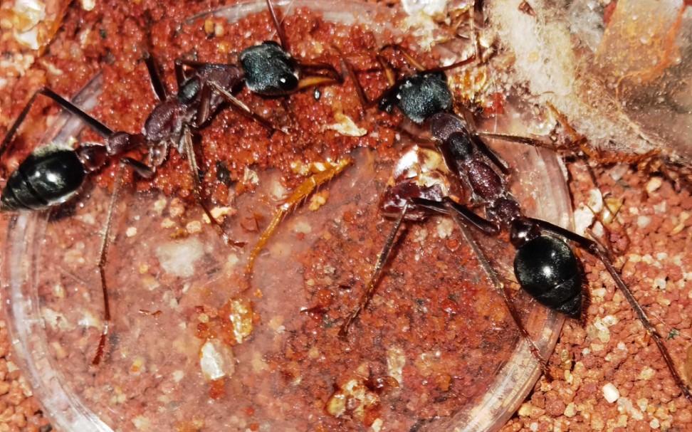 蹲拍到牛蚁拆茧de过程!建议2倍速观看【黑头牛蚁】