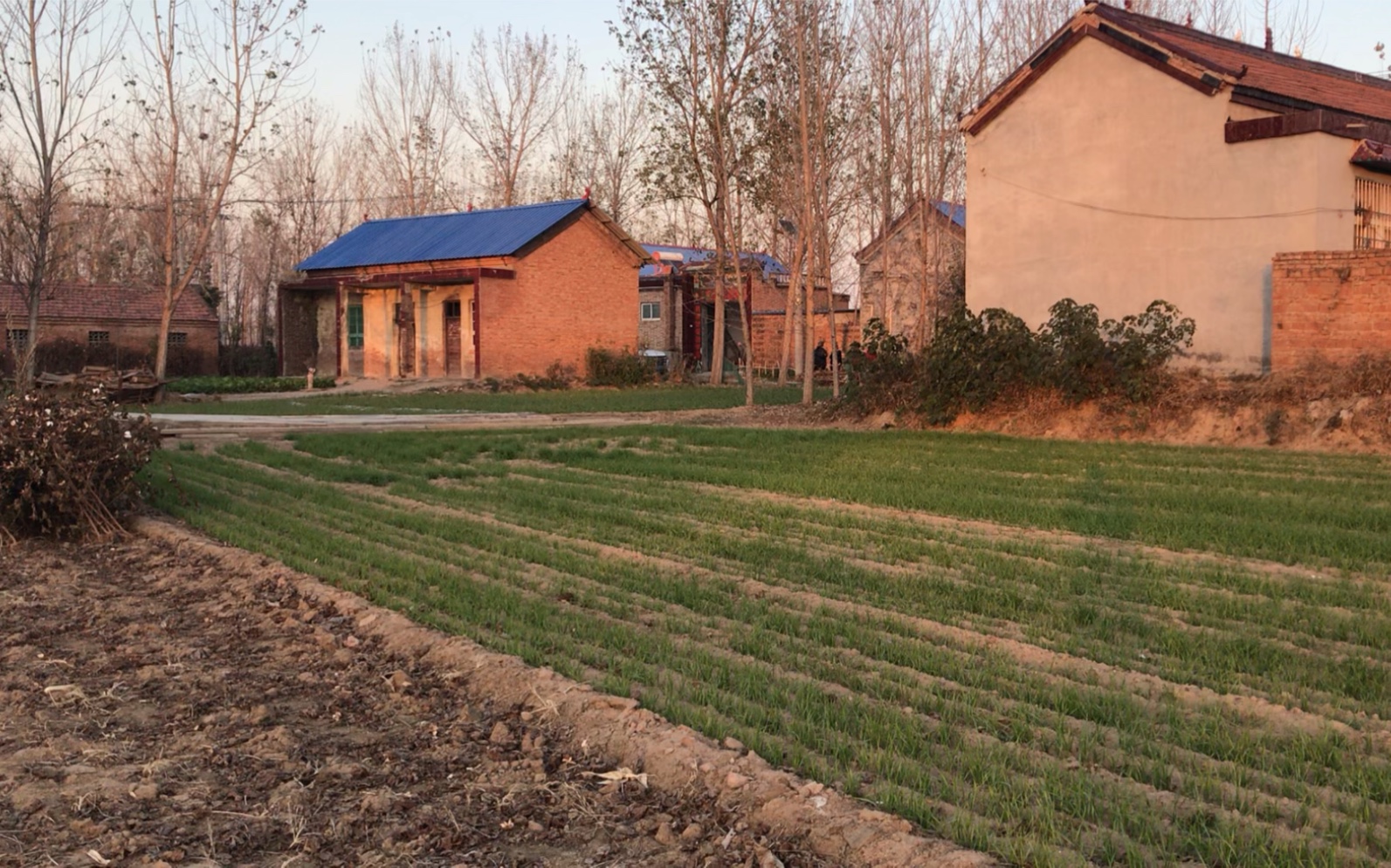 鲁西南农村老家,深深的思念