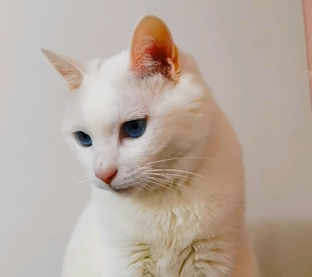 懒惰的喵喵,苗苗