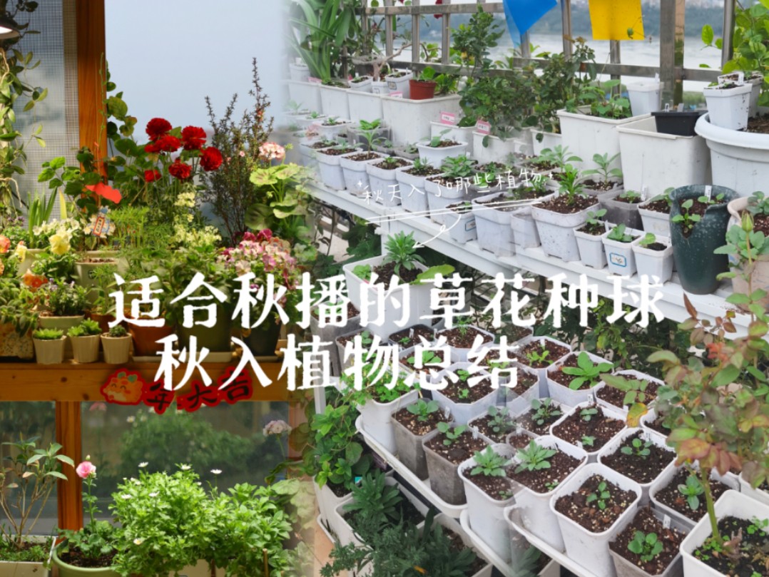 秋播植物总结,今年秋天也入了超多植物.哔哩哔哩bilibili