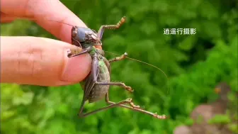 回顾一下去年在北京深山里逮的大铁皮蝈蝈(优雅蝈螽)，可惜今年山区被大水淹了。)