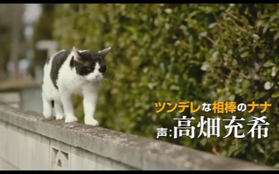 《旅猫日记》日本先行版,男主寻找新“铲屎官”的旅程哔哩哔哩bilibili