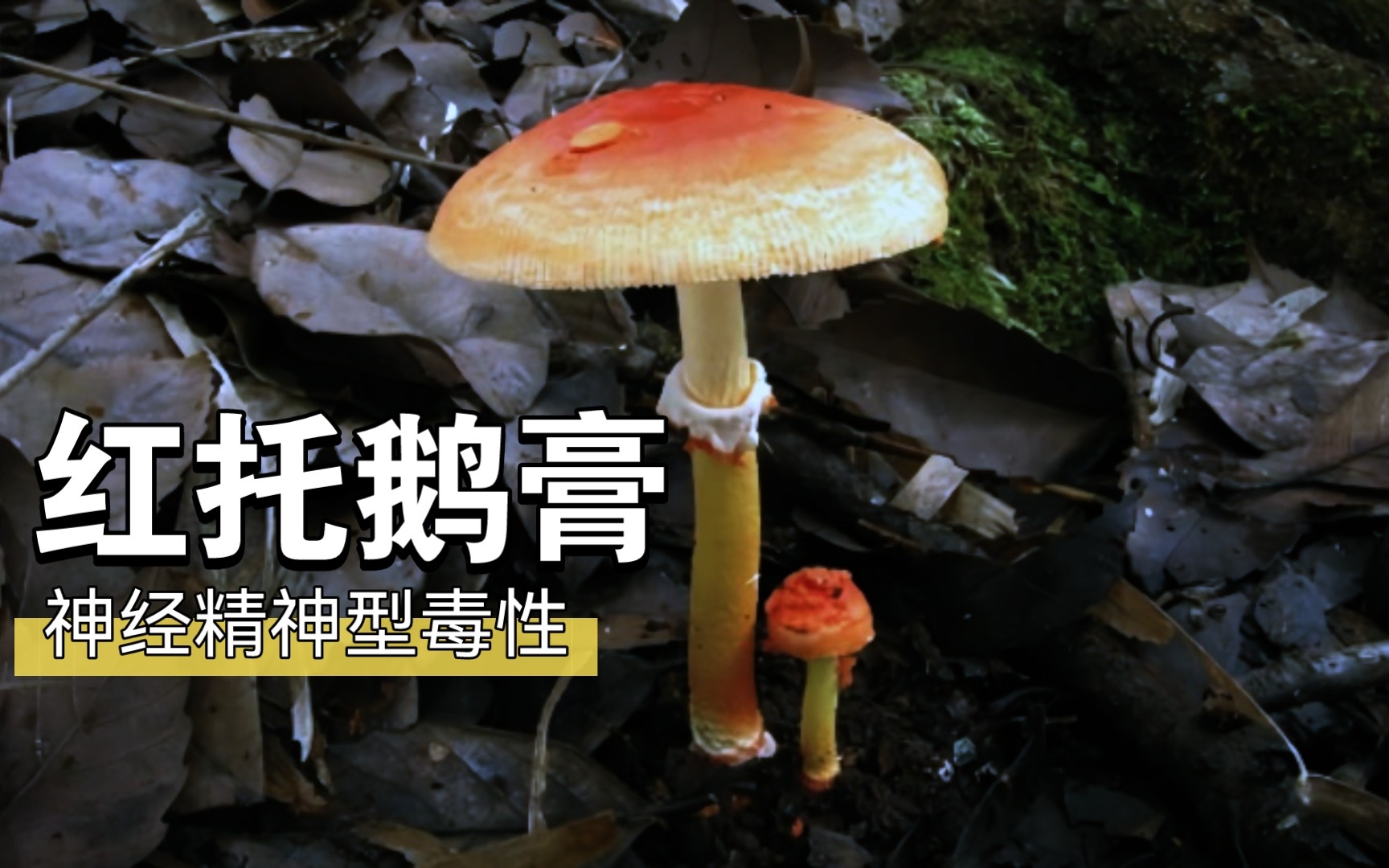 红托鹅膏,神经精神型毒性,云南有些人称之为:红满天星.