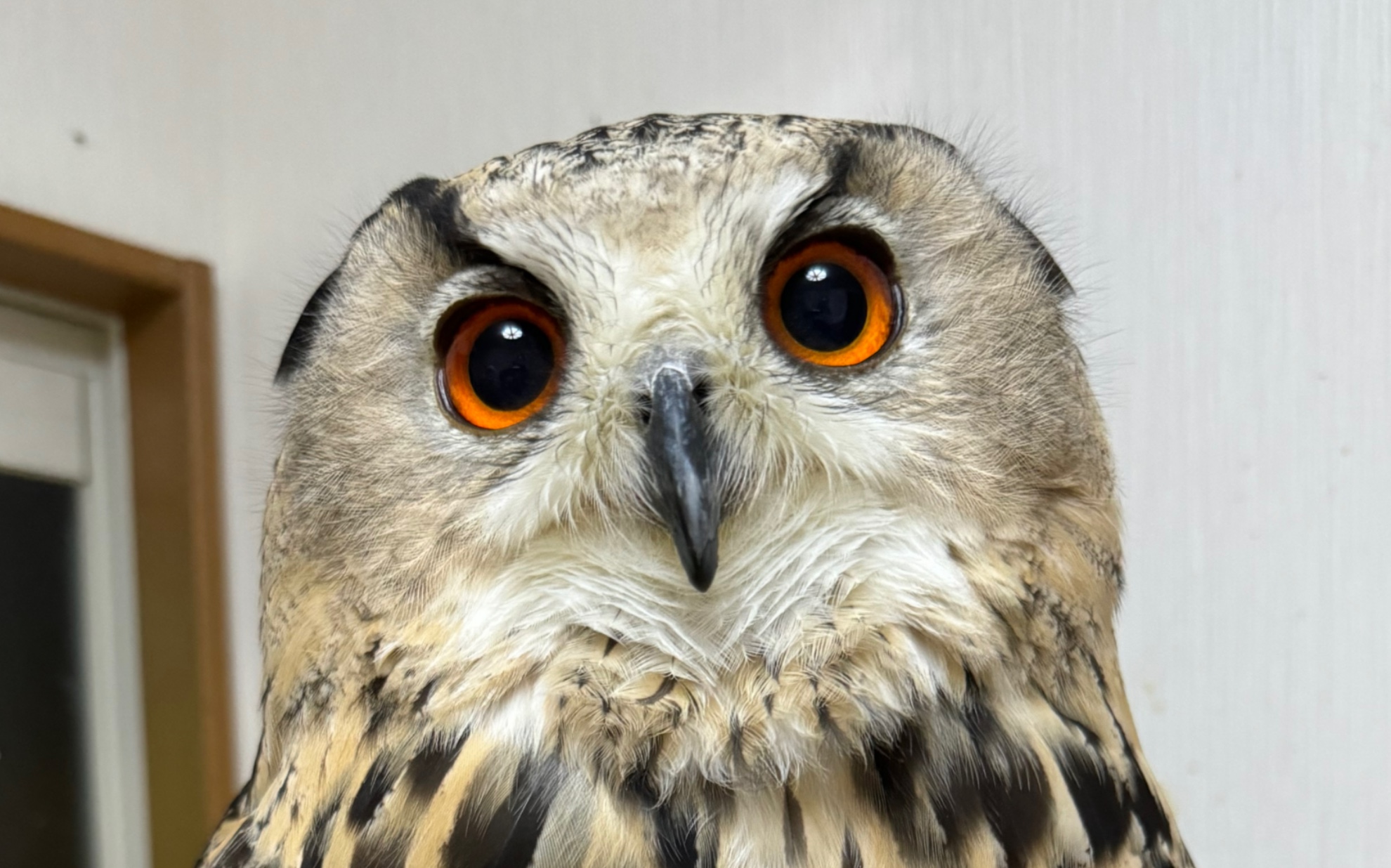 土库曼雕鸮-门槛战神忧宝