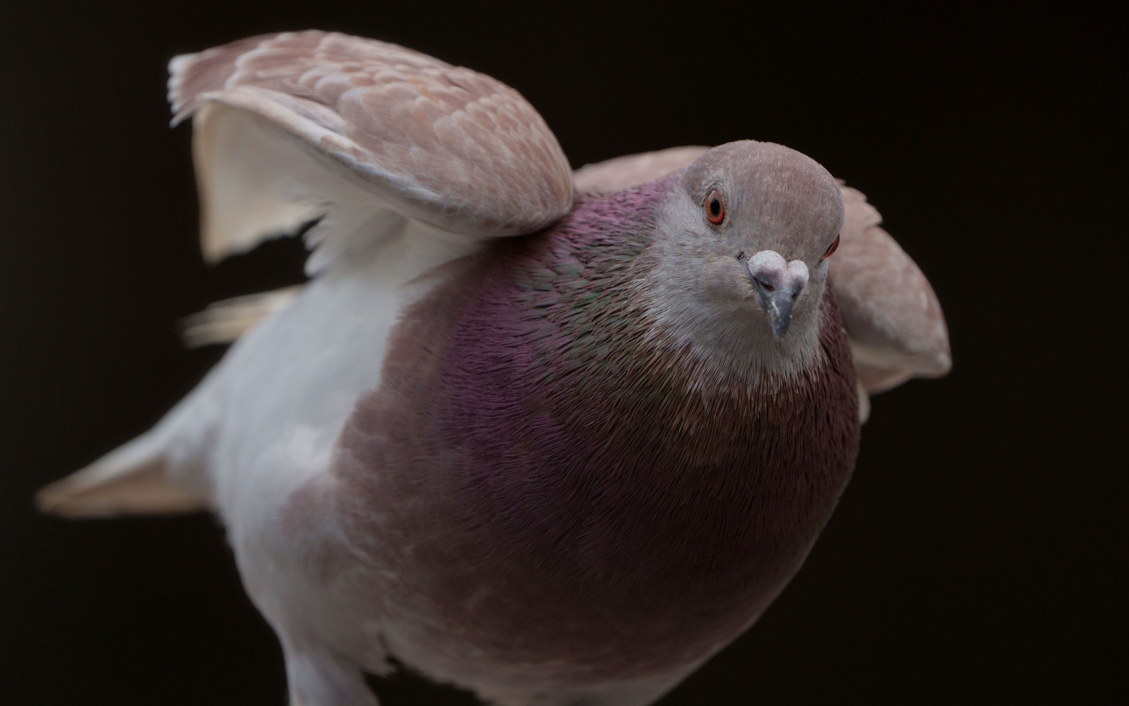 观鸟-一只"秀色可餐"的肥鸽子