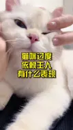 Tải video: 猫咪过度依赖主人有什么表现？