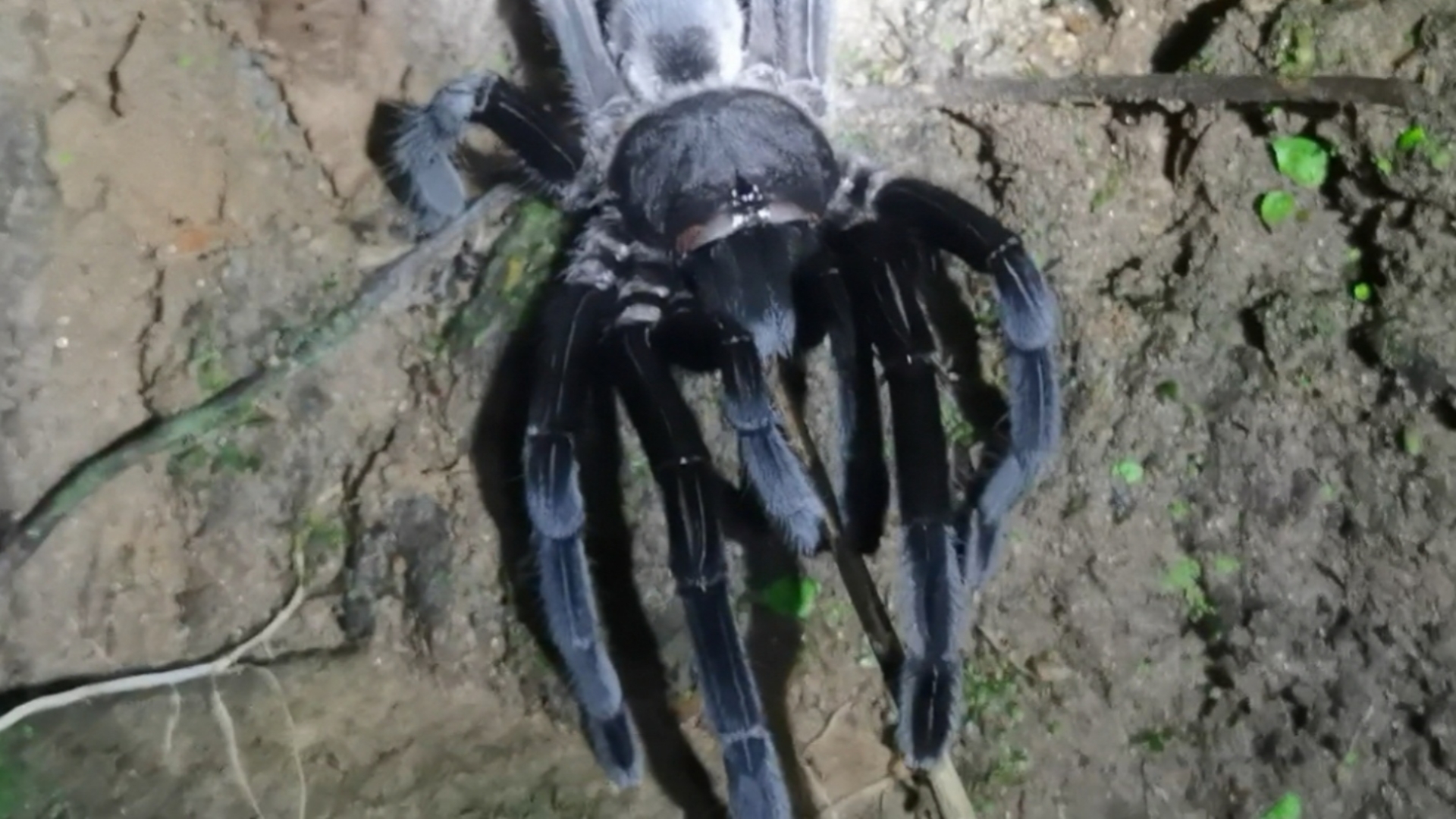 云南最大的蜘蛛,真正可以吃老鼠的那种大型捕鸟蛛