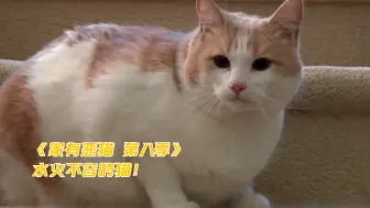 Télécharger la video: 【家有恶猫 第八季】第一集 水火不容的猫！ 竖版