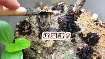 Télécharger la video: 花盆突然出现不明物种，吓得我手足无措，来看看你认识吗？