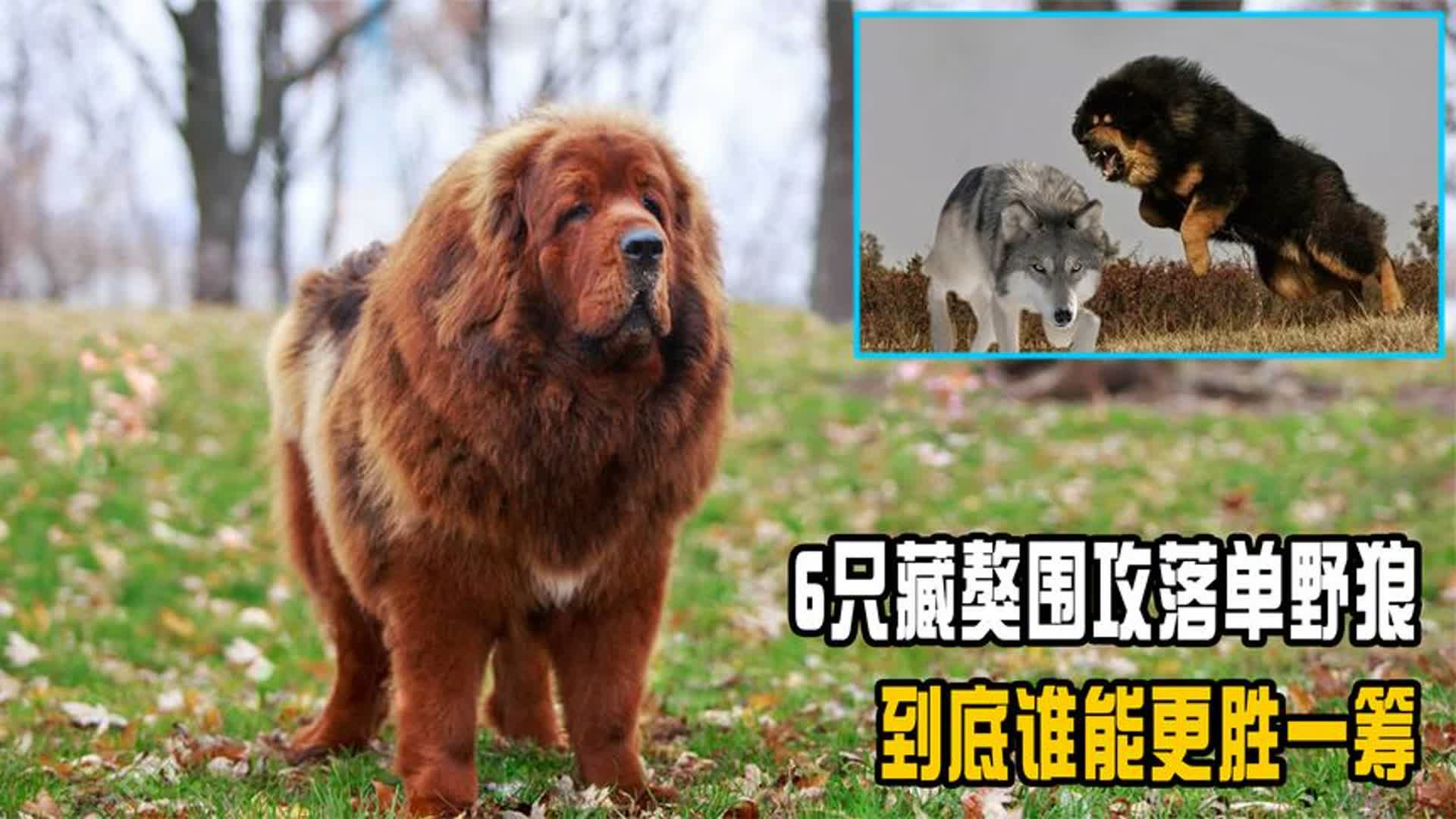 野生藏獒杀狼图片