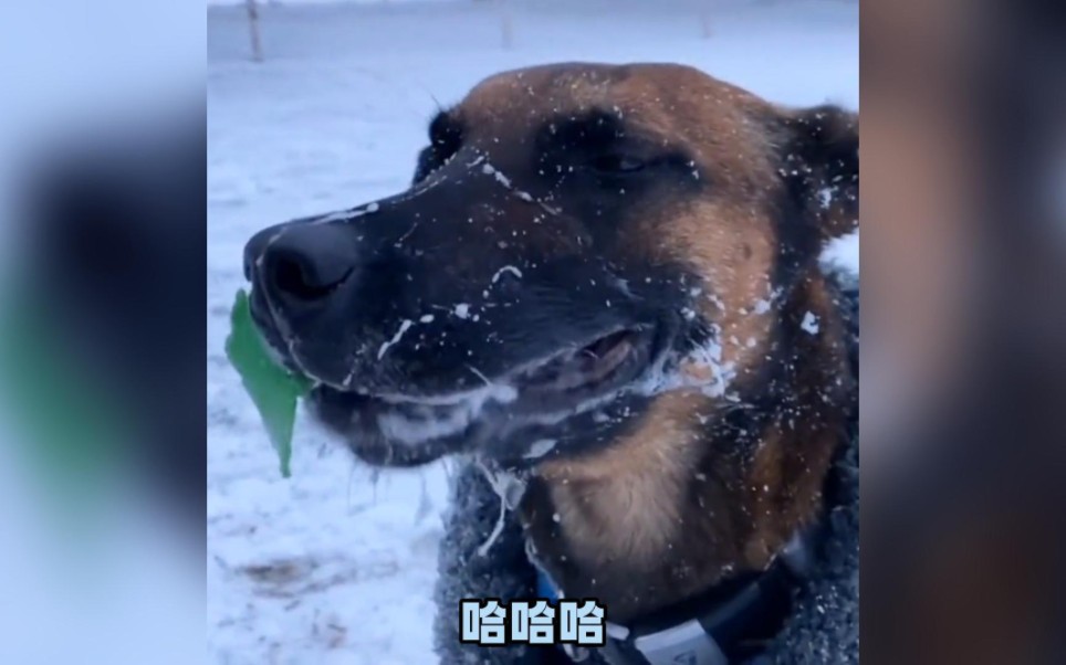 冻死狗表情包图片
