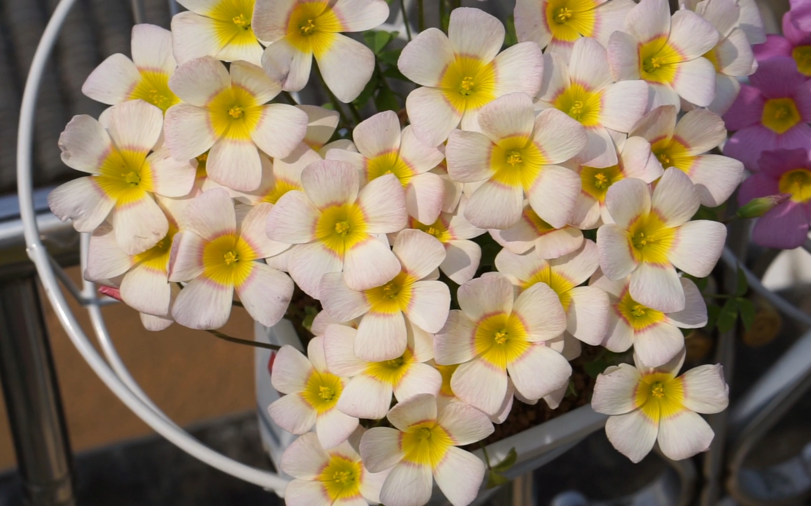 酢浆草—樱桃石,丁香,银月