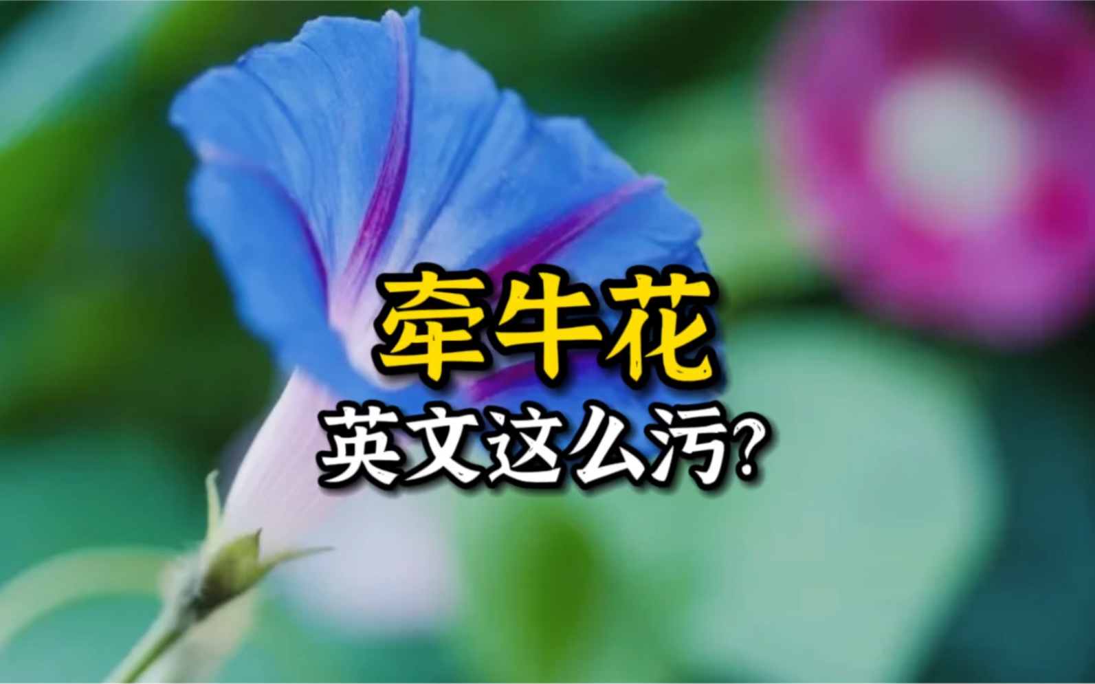 牵牛花的英文名,这么污??哔哩哔哩bilibili