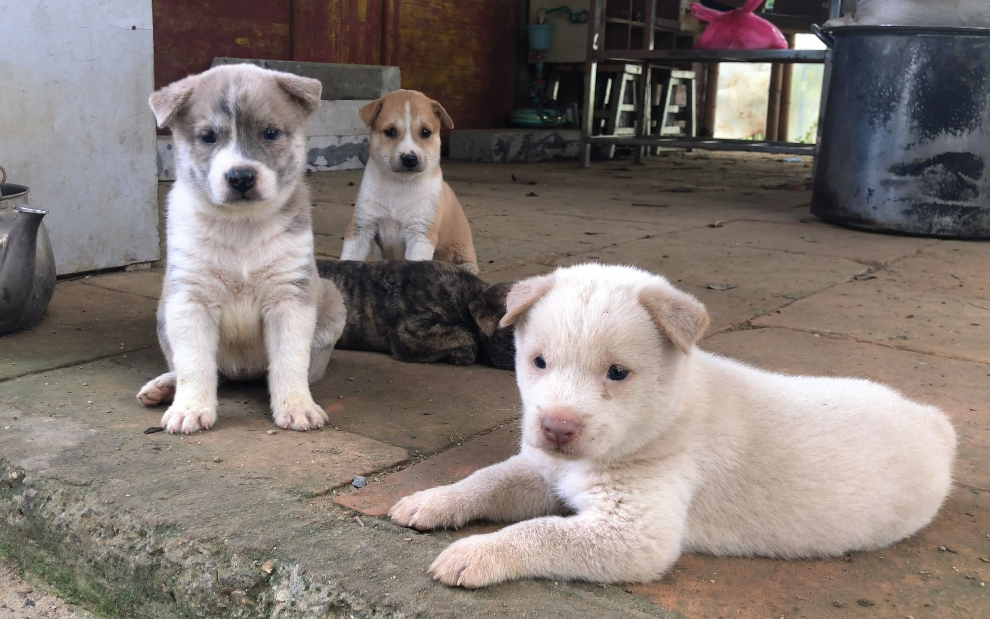 活动  分享一下夏天自己家农场的狗狗是怎样喂养,做到更建康