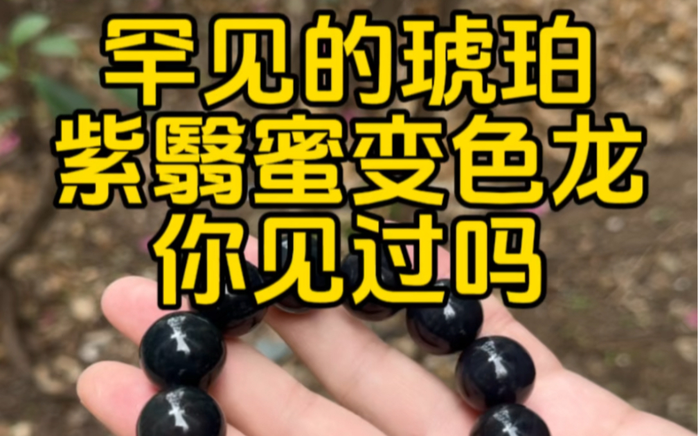 罕见的琥珀,紫翳蜜变色龙你见过吗