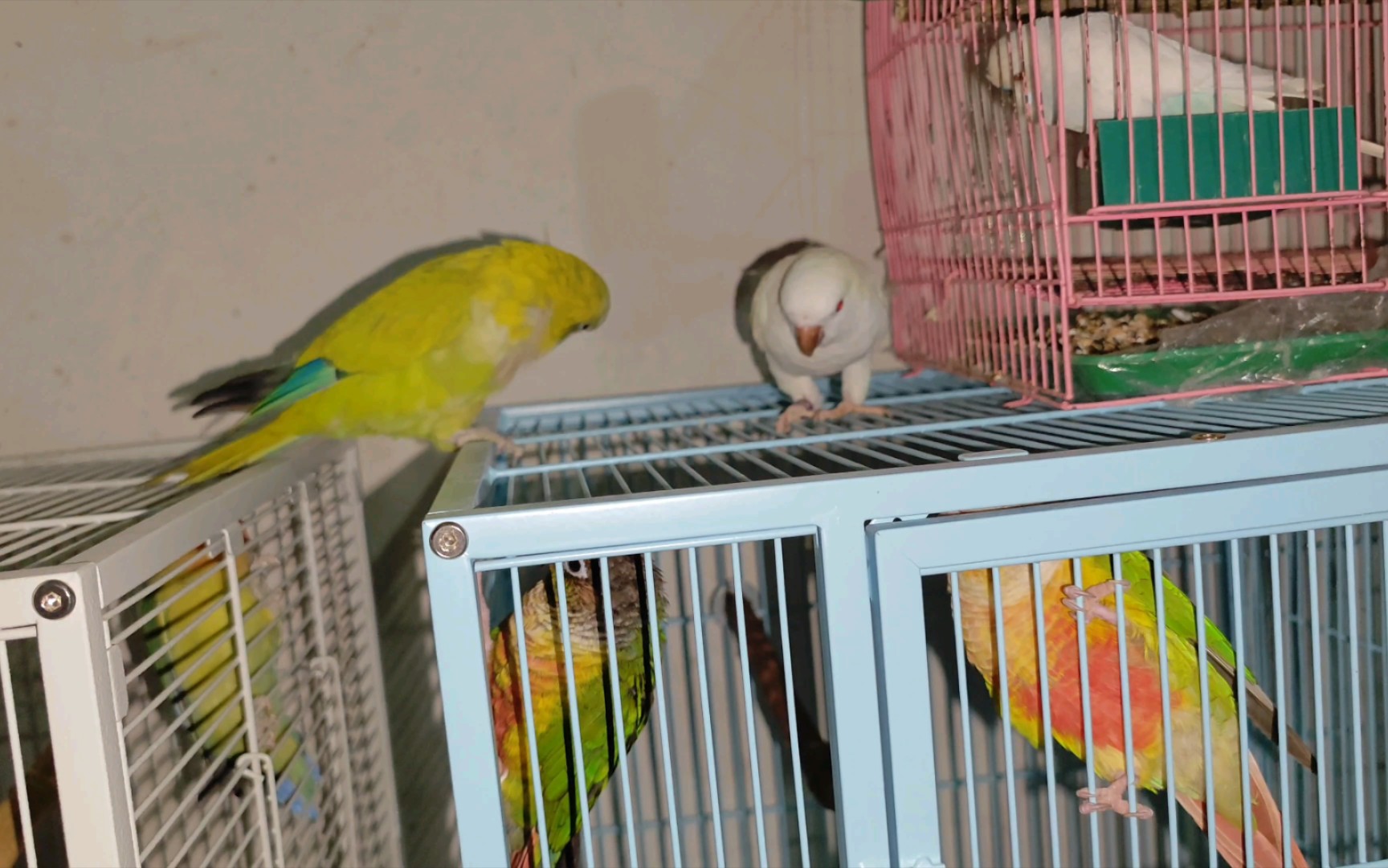 应该没有比我家鹦鹉更挑食的了吧, 喂不起了自己配点饲料给它们