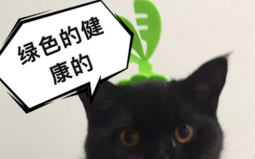 【英短黑猫】碳球化身绿帽侠哔哩哔哩bilibili