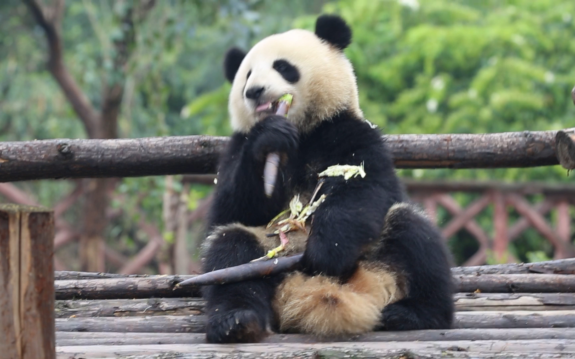 活动  【大熊猫庆大】庆大哥哥吃笋笋
