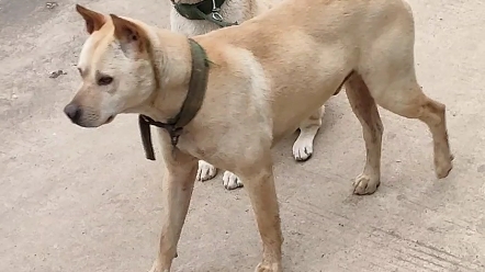 广西精品土猎犬,看家护院,忠诚护主,能吃苦耐劳#中华田园犬 ##广西土猎犬哔哩哔哩bilibili